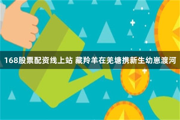 168股票配资线上站 藏羚羊在羌塘携新生幼崽渡河
